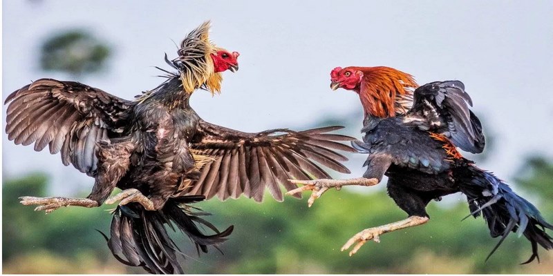 Những điểm đặc biệt để các gà thủ chọn đá gà 88 làm sân chơi